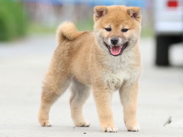 FP5A4190-puppy FP5A4190-puppy