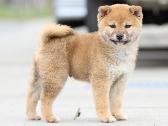 FP5A4195-puppy FP5A4195-puppy