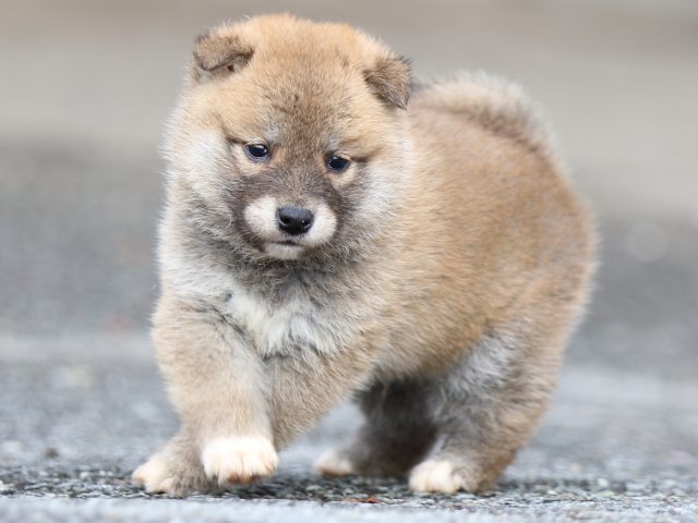 FP5A4196-puppy FP5A4196-puppy