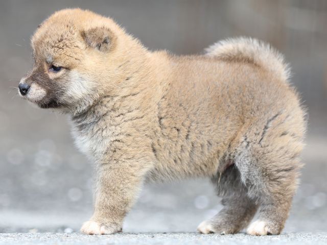 FP5A4215-puppy FP5A4215-puppy