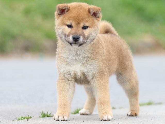 FP5A4216-puppy FP5A4216-puppy