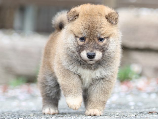 FP5A4225-puppy FP5A4225-puppy