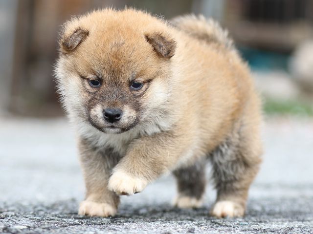 FP5A4301-puppy FP5A4301-puppy