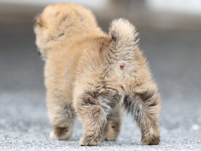 FP5A4328-puppy FP5A4328-puppy