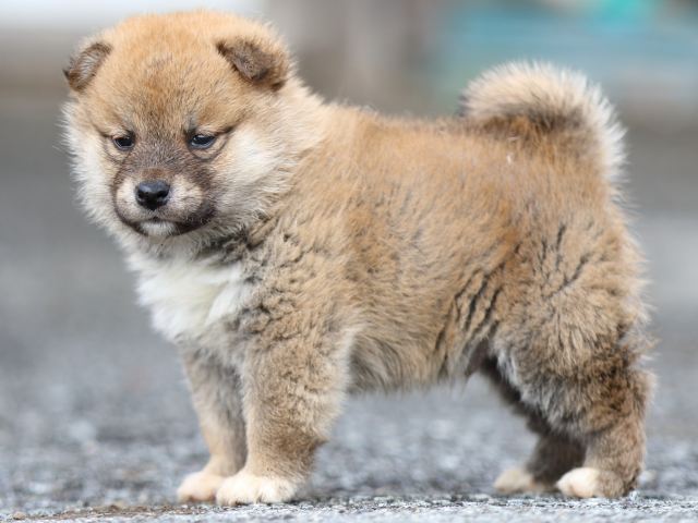 FP5A4335-puppy FP5A4335-puppy