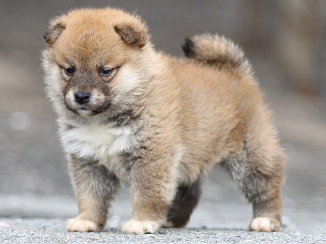 FP5A4387-puppy FP5A4387-puppy