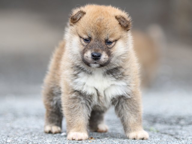 FP5A4412-puppy FP5A4412-puppy