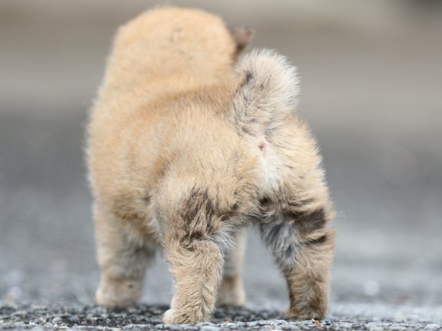 FP5A4477-puppy FP5A4477-puppy