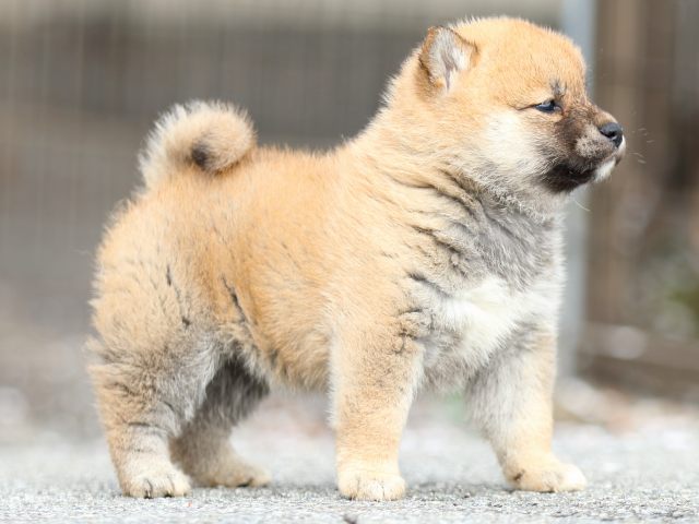 FP5A4509-puppy FP5A4509-puppy