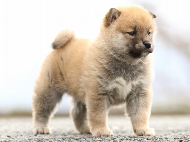 FP5A4542-puppy FP5A4542-puppy
