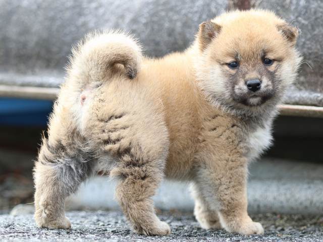 FP5A4555-puppy FP5A4555-puppy