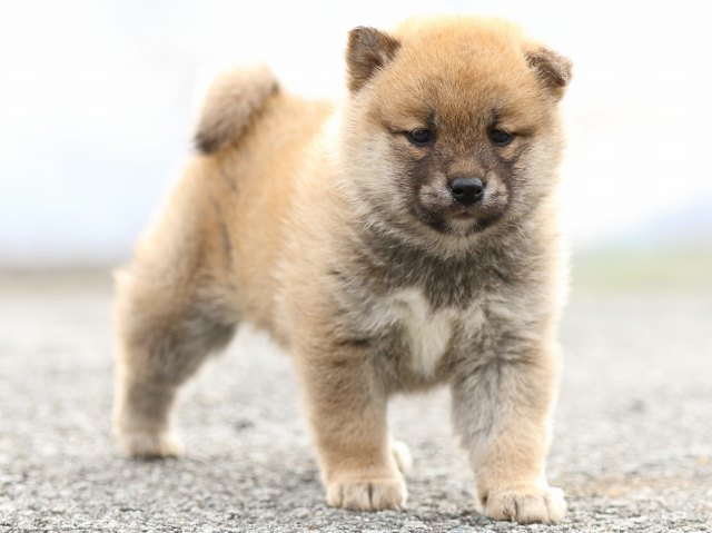 FP5A4604-puppy FP5A4604-puppy