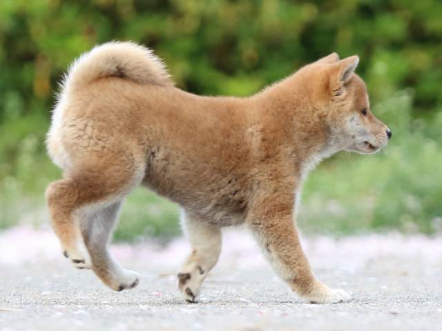 FP5A4697-puppy FP5A4697-puppy