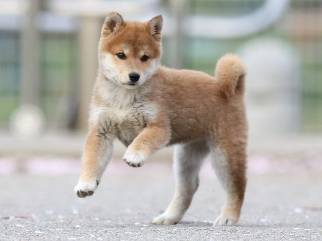 FP5A4718-puppy FP5A4718-puppy