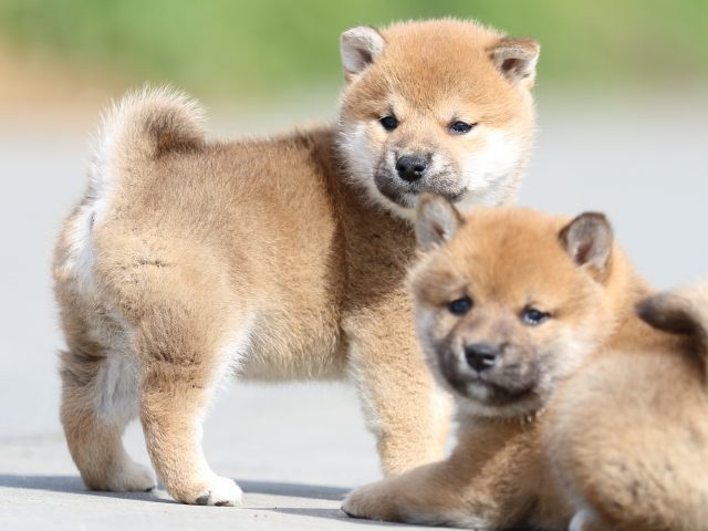 FP5A4719-puppy FP5A4719-puppy