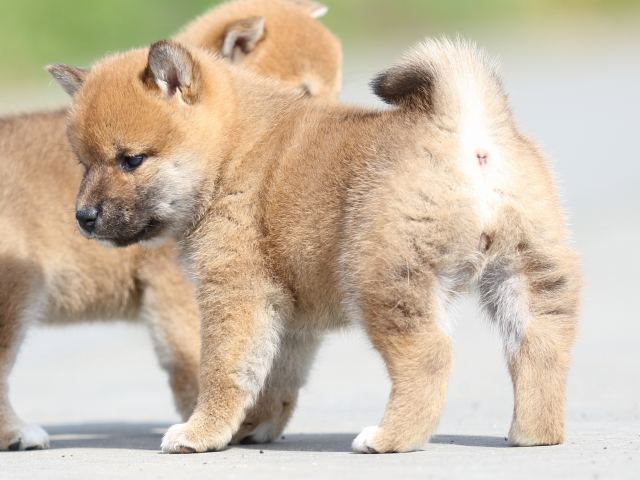FP5A4722-puppy FP5A4722-puppy