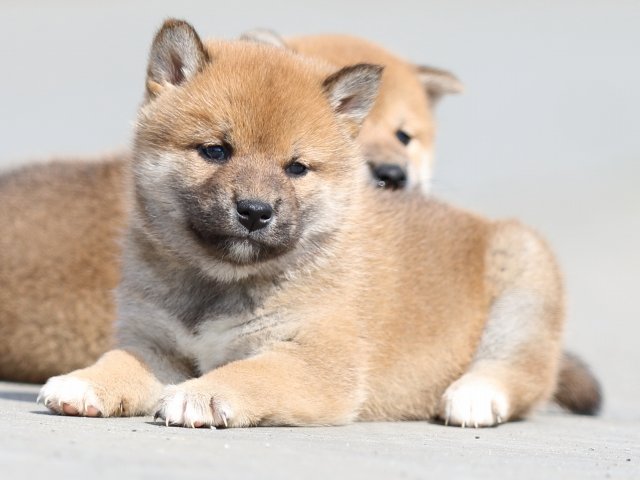 FP5A4730-puppy FP5A4730-puppy