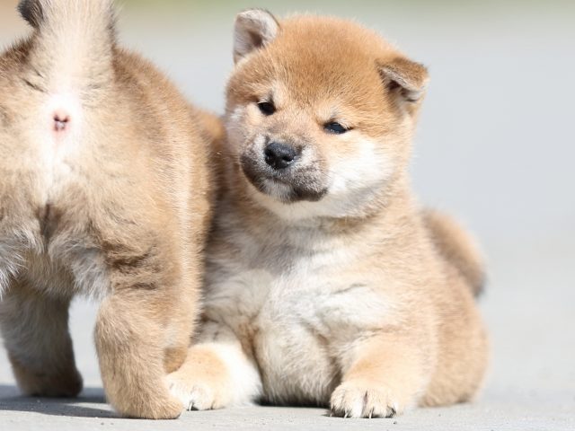 FP5A4732-puppy FP5A4732-puppy