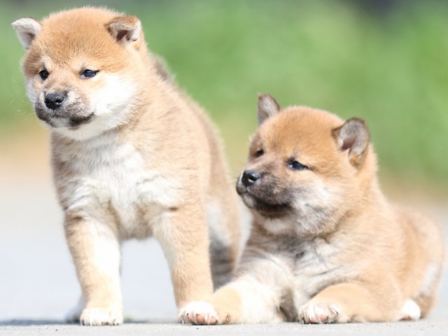 FP5A4753-puppy FP5A4753-puppy