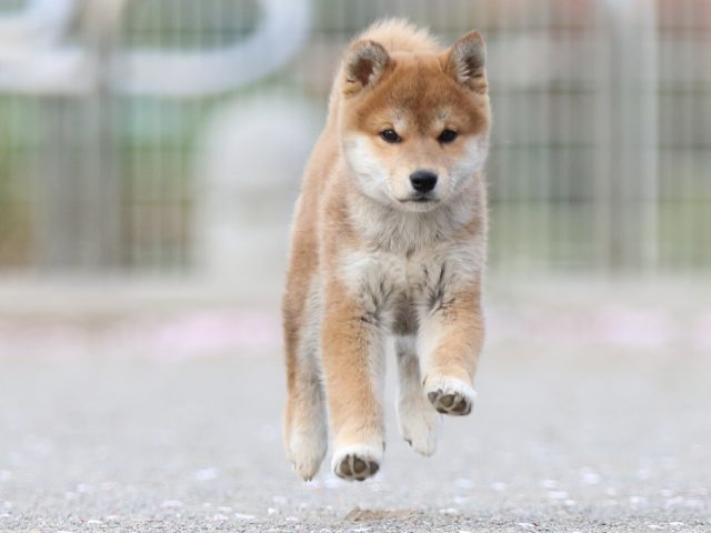 FP5A4765-puppy FP5A4765-puppy