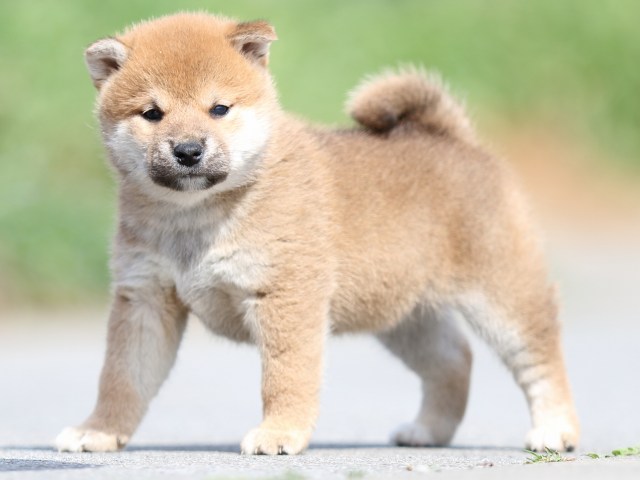 FP5A4771-puppy FP5A4771-puppy