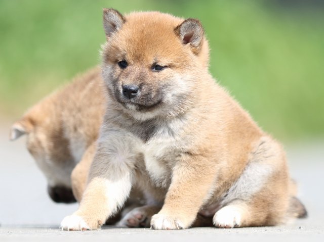 FP5A4781-puppy FP5A4781-puppy