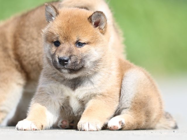 FP5A4782-puppy FP5A4782-puppy