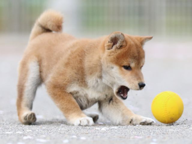 FP5A4783-puppy FP5A4783-puppy