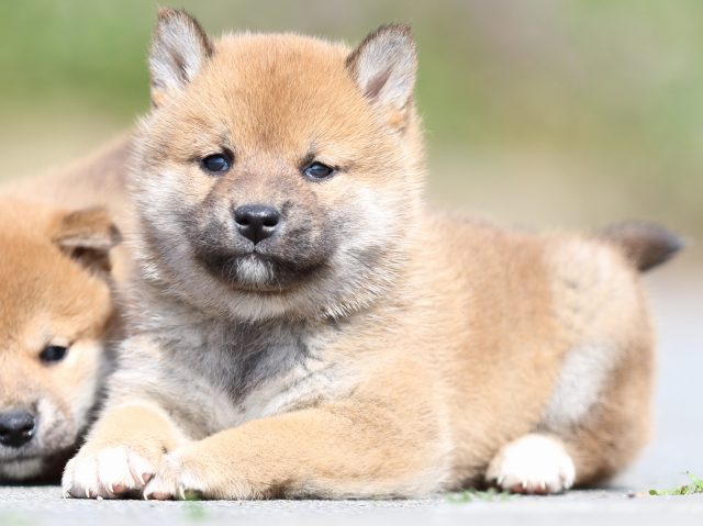 FP5A4791-puppy FP5A4791-puppy