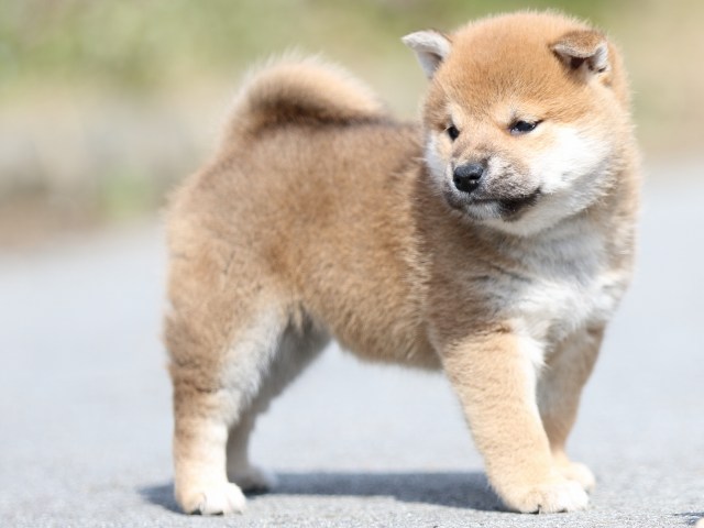 FP5A4800-puppy FP5A4800-puppy