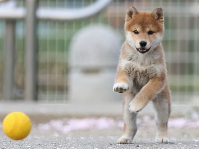 FP5A4807-puppy FP5A4807-puppy