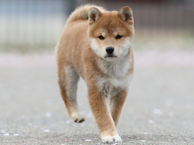 FP5A4862-puppy FP5A4862-puppy