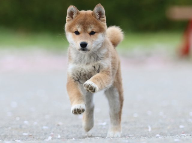 FP5A4875-puppy FP5A4875-puppy