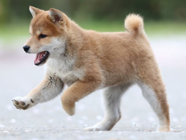 FP5A4891-puppy FP5A4891-puppy