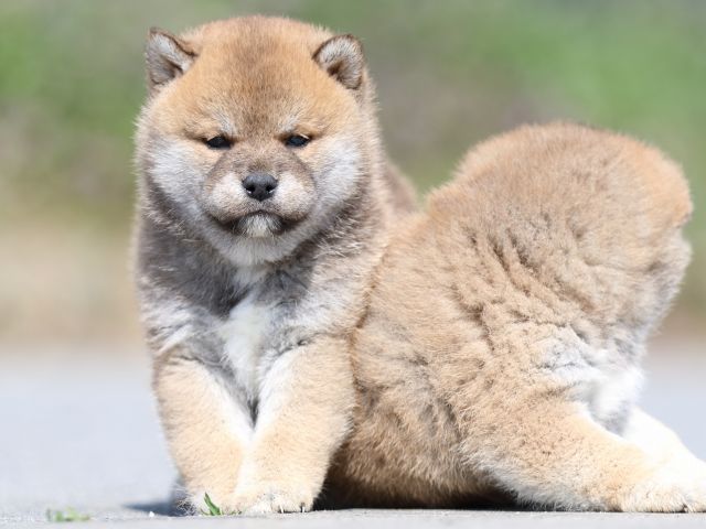 FP5A4933-puppy FP5A4933-puppy