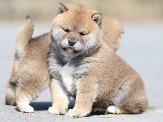 FP5A4939-puppy FP5A4939-puppy
