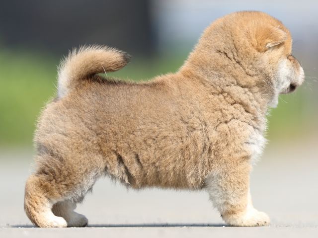 FP5A4957-puppy FP5A4957-puppy