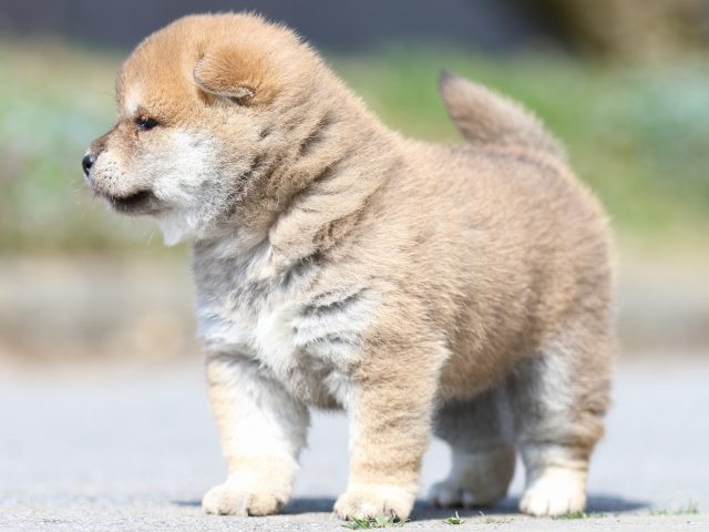 FP5A4986-puppy FP5A4986-puppy