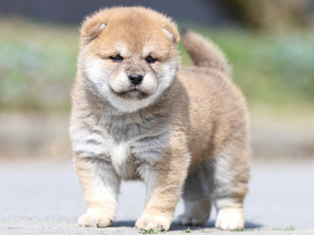 FP5A4999-puppy FP5A4999-puppy