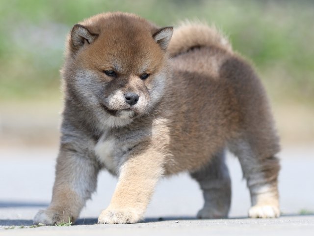 FP5A5032-puppy FP5A5032-puppy