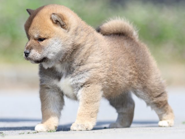 FP5A5042-puppy FP5A5042-puppy