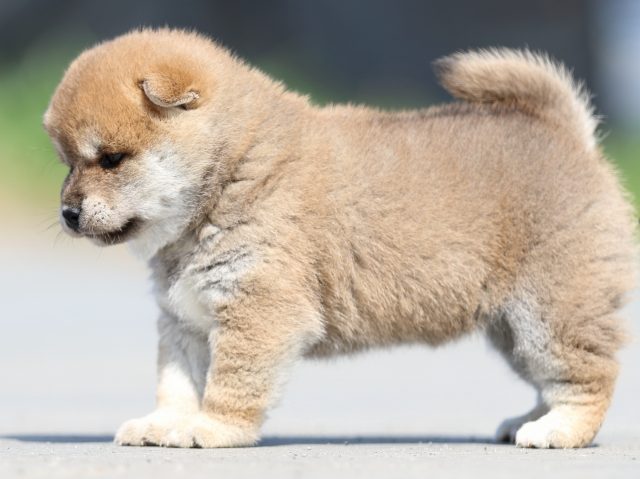 FP5A5088-puppy FP5A5088-puppy