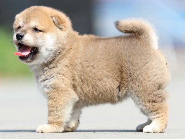 FP5A5105-puppy FP5A5105-puppy