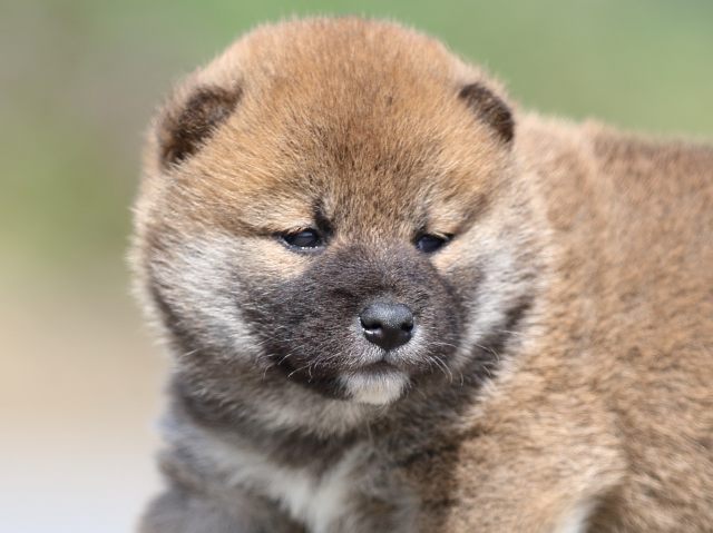 FP5A5128-puppy FP5A5128-puppy