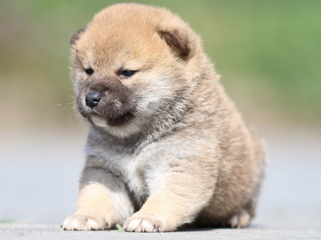 FP5A5171-puppy FP5A5171-puppy