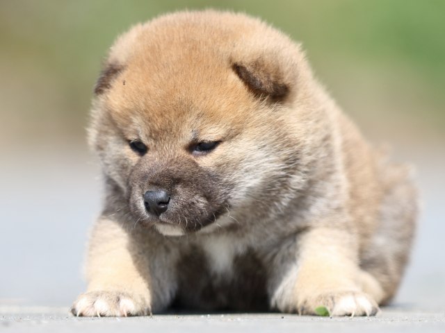 FP5A5176-puppy FP5A5176-puppy