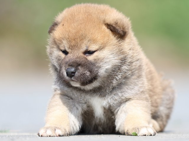 FP5A5183-puppy FP5A5183-puppy