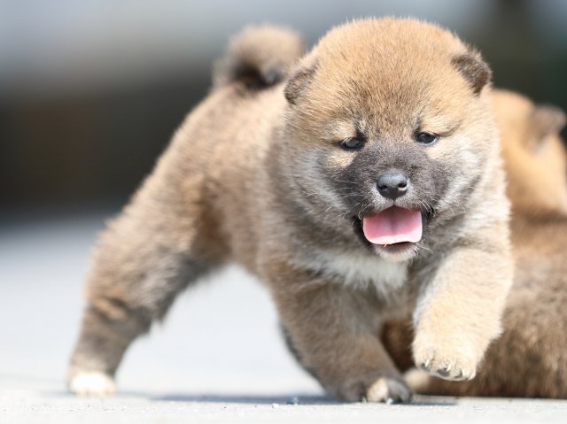 FP5A5191-puppy FP5A5191-puppy