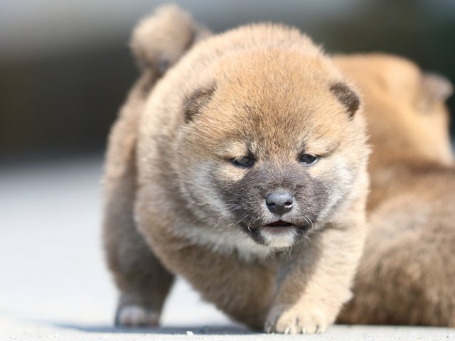 FP5A5193-puppy FP5A5193-puppy
