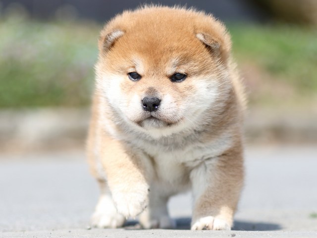 FP5A5239-puppy FP5A5239-puppy